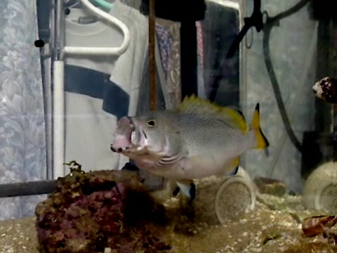 ツチホゼリ