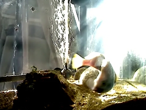 ツチホゼリ