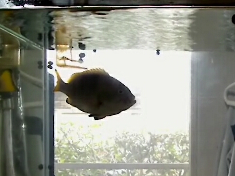 ツチホゼリ