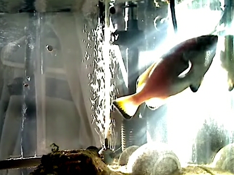 ツチホゼリ