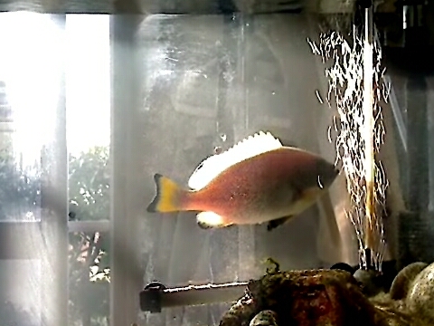 ツチホゼリ