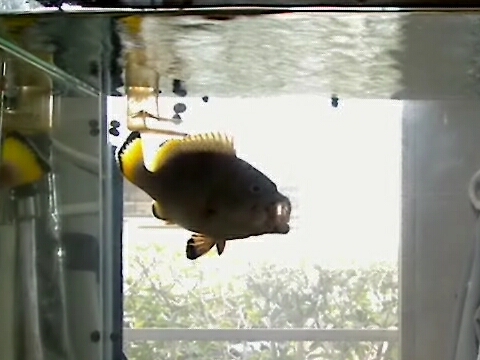 ツチホゼリ