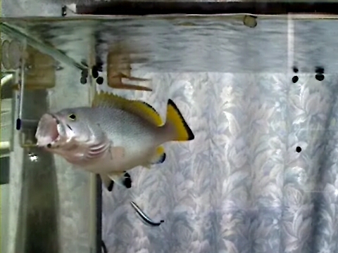 ツチホゼリ