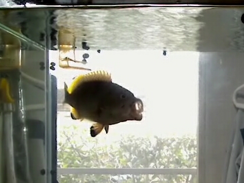 ツチホゼリ