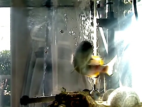 ツチホゼリ
