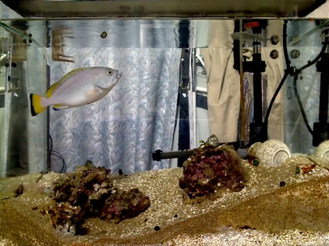 ツチホゼリ