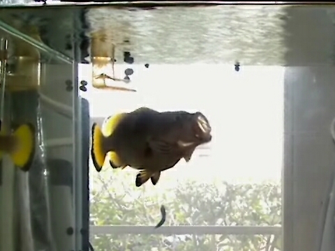 ツチホゼリ