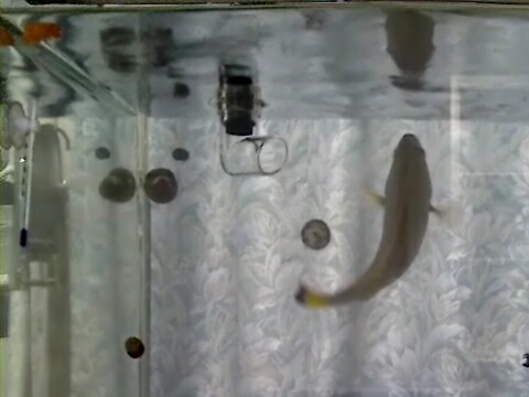ツチホゼリ