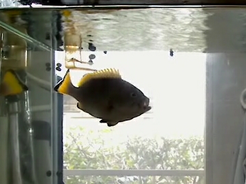 ツチホゼリ