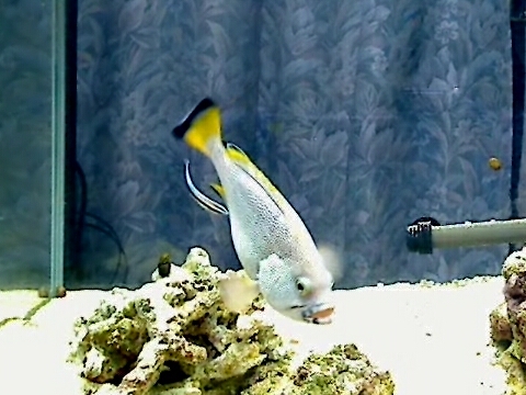 ツチホゼリ