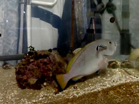 ツチホゼリ