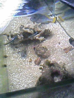 ツチホゼリ