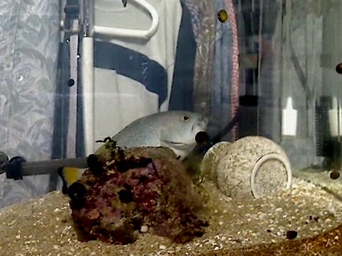 ツチホゼリ