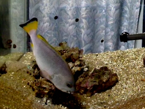 ツチホゼリ