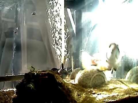 ツチホゼリ
