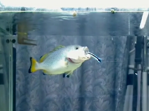 ツチホゼリ