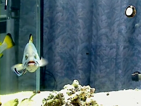 ツチホゼリ
