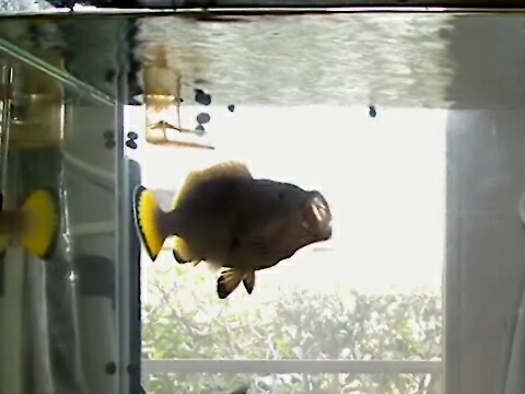 ツチホゼリ