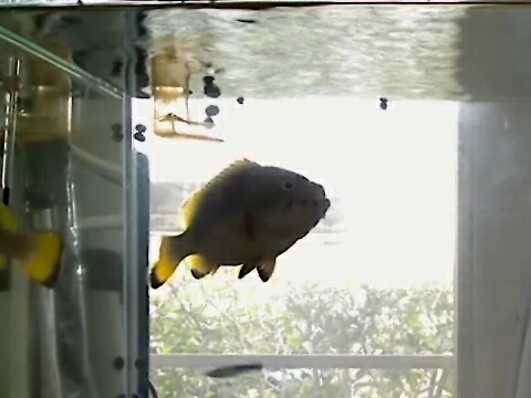 ツチホゼリ