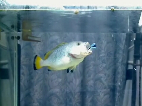 ツチホゼリ