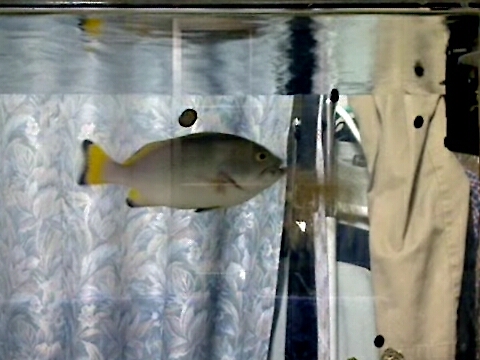 ツチホゼリ