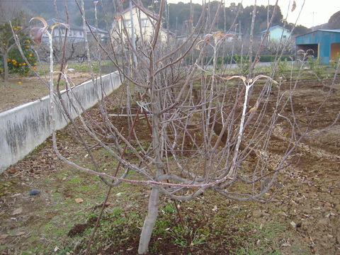 林檎剪定前
