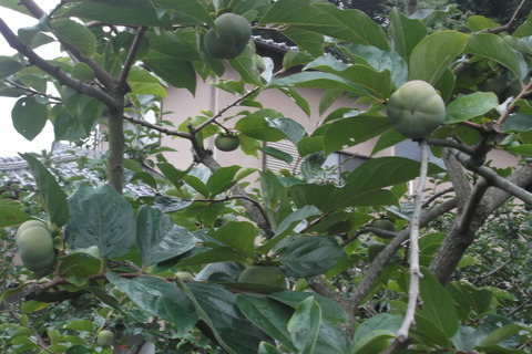次郎柿-1