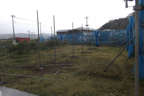 葡萄の棚延長準備