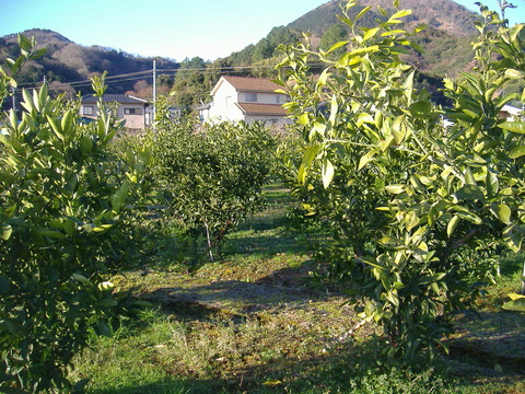 芝の前剪定前