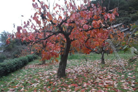 四つ溝の紅葉