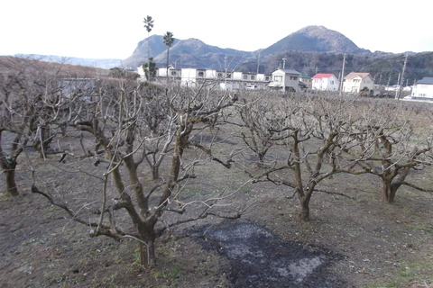 2014-1 剪定後-2