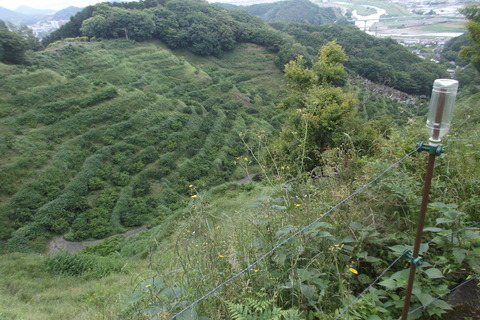 草刈前