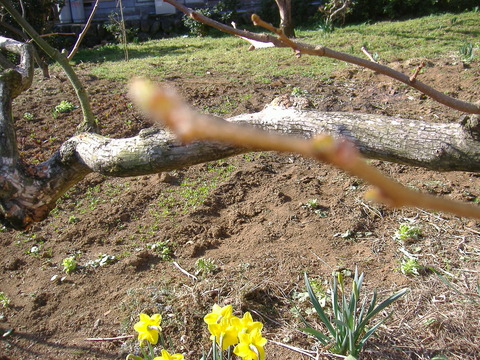 3月12日柿の芽