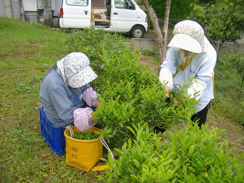 お茶摘み