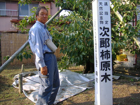 遠州森町次郎柿原木見学