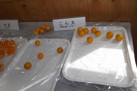 こん太試食