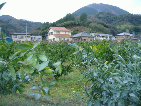 芝の前剪定消毒終了北