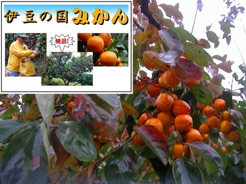 11月四つ溝柿
