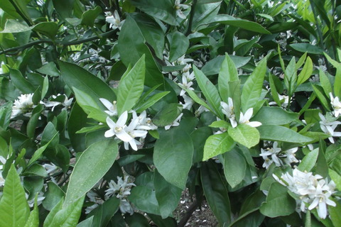 みかんの花-1