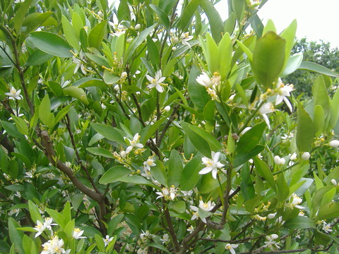 5月20日のポンカンの花