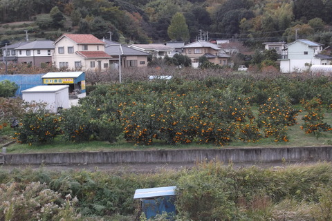 芝のみかん