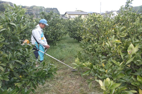 ミカン畑の草刈