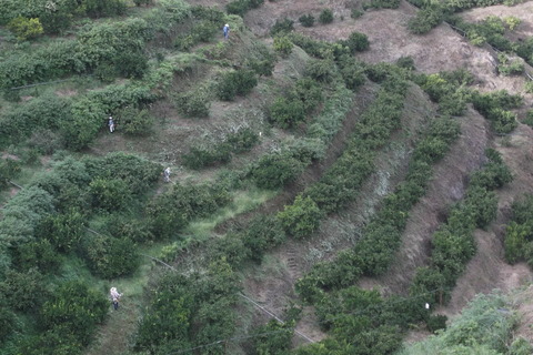 9-15PM園草刈作業風景