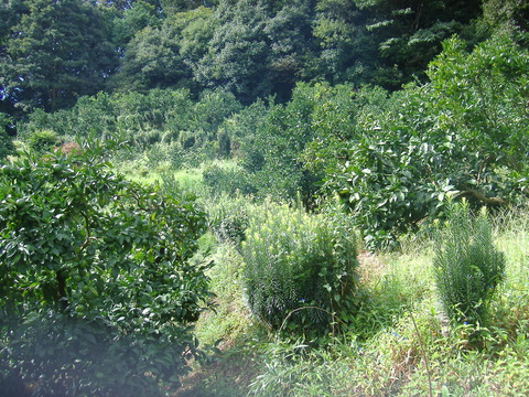除草前南側