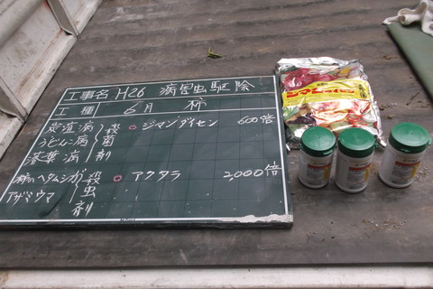 柿6月