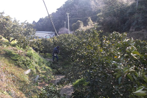 剪定作業1