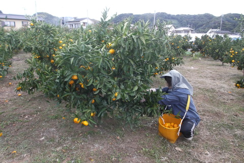 ミカン収穫-2