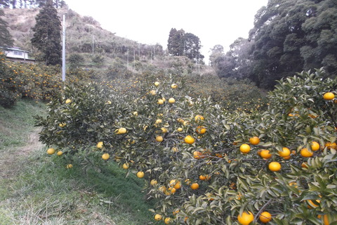 伊豆海農園-1