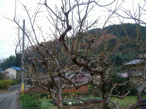 庭の柿1