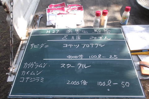 8月みかん消毒